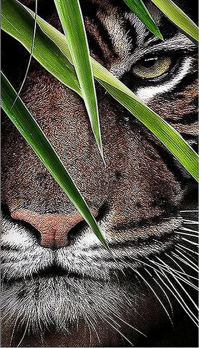 5D Diamond Painting - Tiger